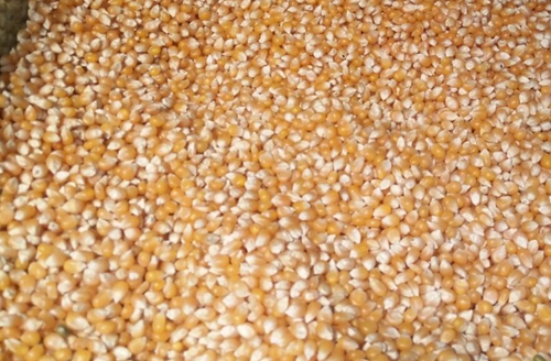 德阳广汉告别“靠天晒粮” 粮食烘干服务体系助力农业现代化