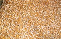 德陽廣漢告別“靠天曬糧” 糧食烘干服務(wù)體系助力農(nóng)業(yè)現(xiàn)代化