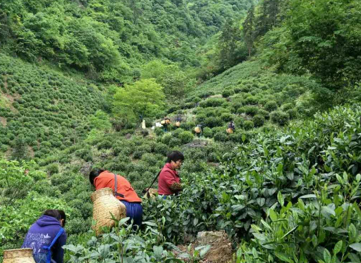 乐山：投资7500万、年产值3亿！市中区2万吨复合调味品项目5月投产