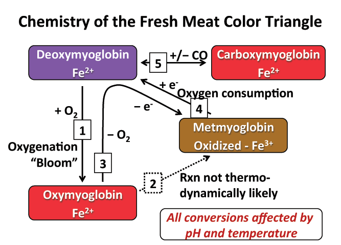 1肉類顏色測量指南-肌紅蛋白化學(xué)講解2.png 1肉類顏色測量指南-肌紅蛋白化學(xué)講解2.png